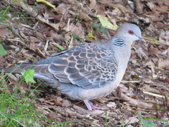 Streptopelia orientalis