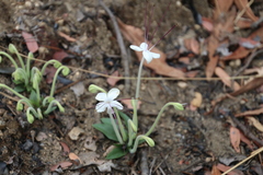 Clerodendrum pusillum