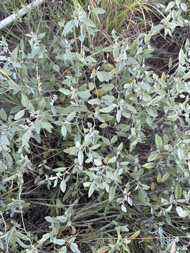 grassland croton