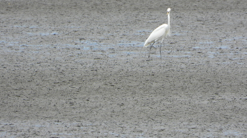 iNaturalist image