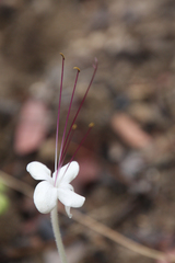Clerodendrum pusillum