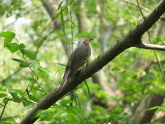 Hypsipetes amaurotis