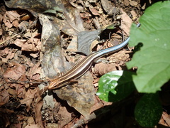 Plestiodon finitimus