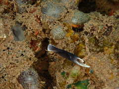Image of Chelidonura amoena
