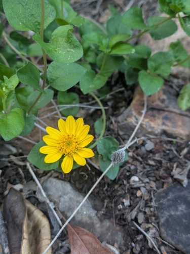 Shortleaf Jefea