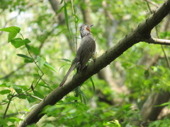 Hypsipetes amaurotis