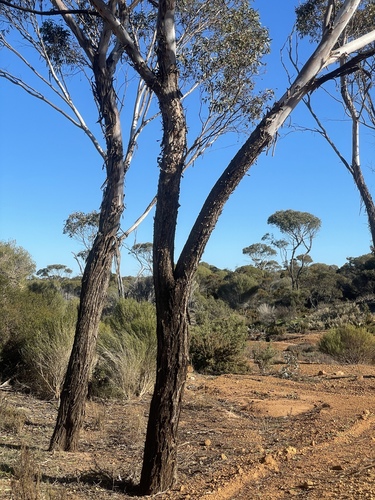 Eucalyptus occidentalis, 2026-07-14