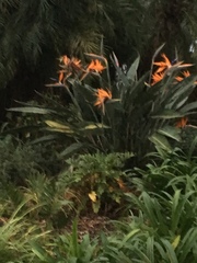 Strelitzia reginae