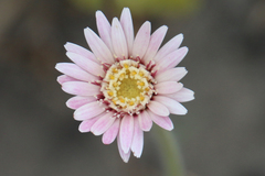 Gerbera viridifolia