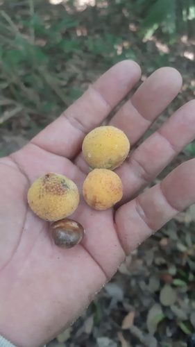 Brosimum alicastrum - Whole tree