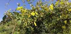 Sphedamnocarpus pruriens pruriens