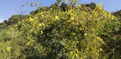 Sphedamnocarpus pruriens pruriens