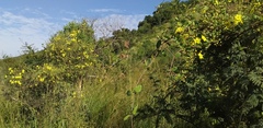 Sphedamnocarpus pruriens pruriens