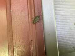 Halyomorpha halys