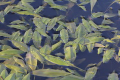 Potamogeton polygonifolius