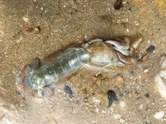 Upogebia