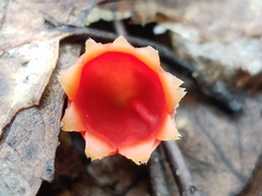 Microstoma protractum