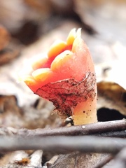 Microstoma protractum