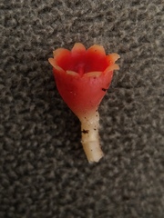 Microstoma protractum