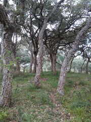 Quercus suber