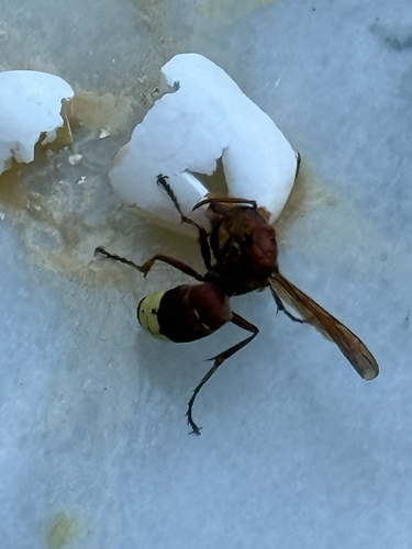 Oriental Hornet
