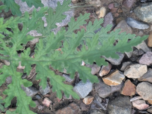 Ragged Marsh-Elder