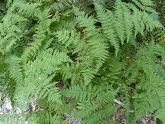 Hypolepis millefolium