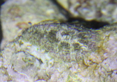 Dolabrifera dolabrifera