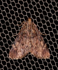 Salma cinerascens