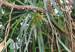 Pandanus furcatus
