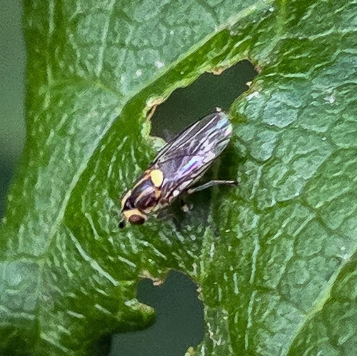 iNaturalist observation photo of Thaumatomyia glabra