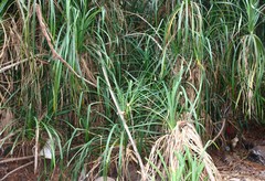 Pandanus furcatus