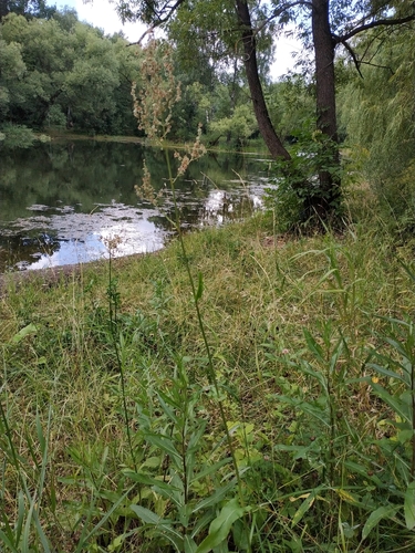 Наблюдение на iNaturalist