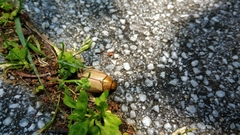 Mimela testaceoviridis