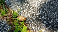 Mimela testaceoviridis