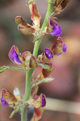 Droogmansia pteropus