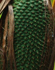 Pandanus furcatus