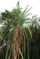Pandanus furcatus
