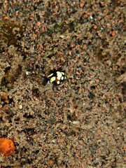 Colpodaspis thompsoni