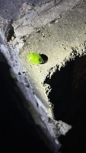 Glaucias subpunctatus