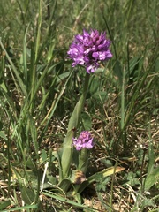 Neotinea tridentata tridentata
