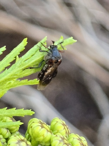 Ripiphorus fasciatus
