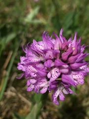 Neotinea tridentata tridentata