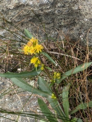 Solidago leiocarpa, photograph (c) Nick Kleinschmidt, some rights reserved (CC BY)