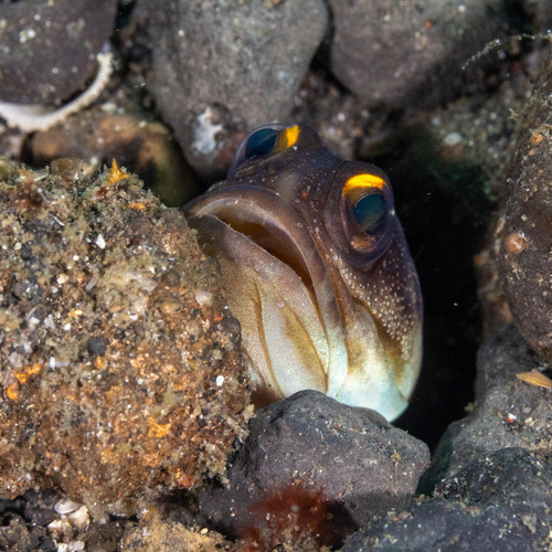 Opistognathus randalli observed 2026-07-23