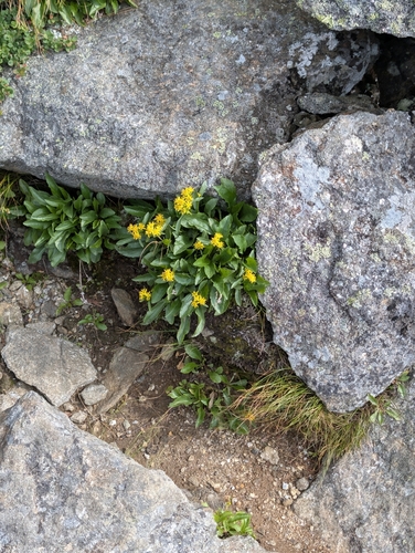 Solidago leiocarpa, photograph 2