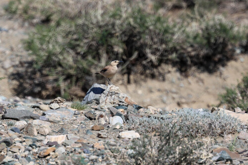 Mongolian Ground Jay (Podoces hendersoni), photo 8