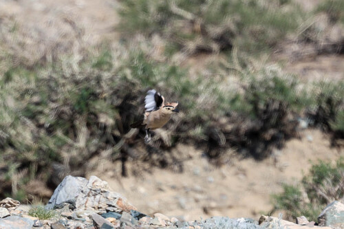 Mongolian Ground Jay (Podoces hendersoni), photo 7