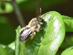 Andrena tibialis