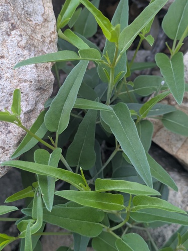 Red Cyphomeris